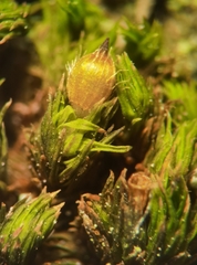 Orthotrichum