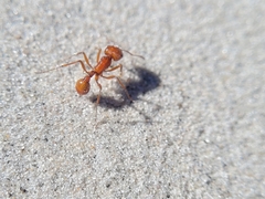 Pogonomyrmex comanche