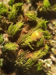Orthotrichum