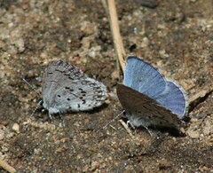 Celastrina