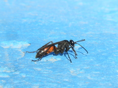 Anoplius viaticus