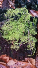 Callicladium imponens