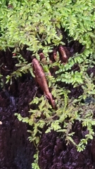 Callicladium imponens