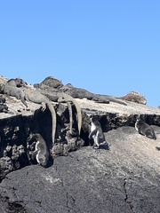 Spheniscus mendiculus