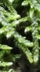 Callicladium imponens