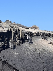 Spheniscus mendiculus