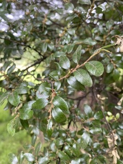 Nothofagus solandri