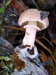 Lepiota decorata