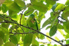 Brotogeris sanctithomae