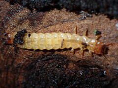 Dendroides canadensis