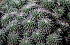Mammillaria compressa