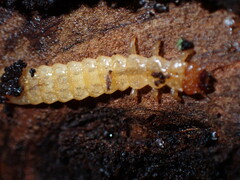 Dendroides canadensis