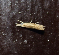 Culladia hastiferalis