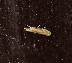 Culladia hastiferalis