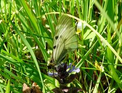 Parnassius mnemosyne
