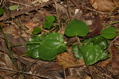 Streptothamnus moorei