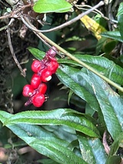 Anthurium gracile