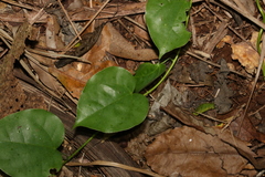 Streptothamnus moorei