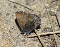 Callophrys polios