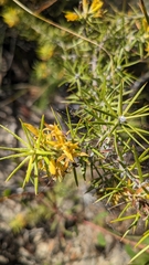 Persoonia juniperina