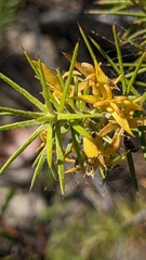Persoonia juniperina
