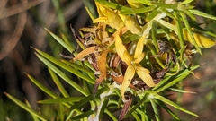 Persoonia juniperina