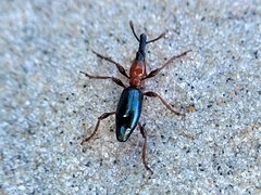 Cylas formicarius
