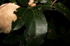 Cissus sterculiifolia