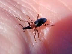 Cylas formicarius