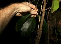 Cissus sterculiifolia