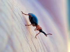 Cylas formicarius