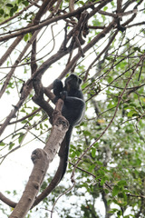 Cercopithecus mitis manyaraensis