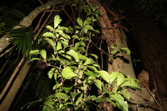 Cissus sterculiifolia