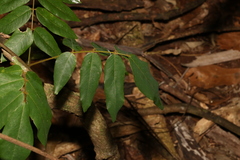 Austrosteenisia glabristyla