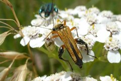Oedemera podagrariae