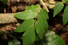 Austrosteenisia glabristyla