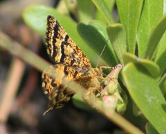 Epelis truncataria