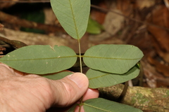 Austrosteenisia glabristyla