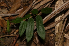 Austrosteenisia glabristyla
