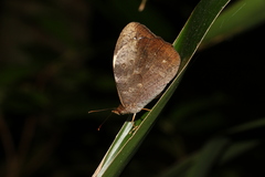 Heteronympha mirifica