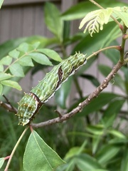 Papilio aegeus aegeus