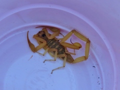 Centruroides exilicauda