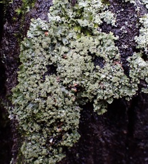 Phaeophyscia rubropulchra