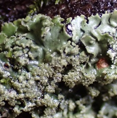 Phaeophyscia rubropulchra