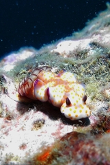 Hypselodoris pulchella