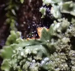 Phaeophyscia rubropulchra