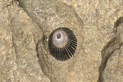 Cellana