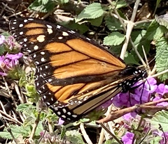Danaus plexippus