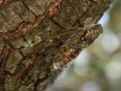 Cicada