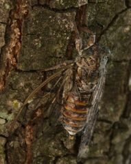 Cicada